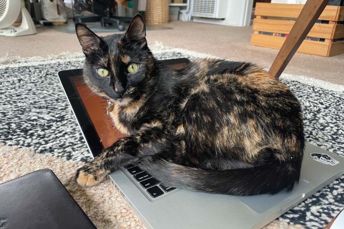 A tortoiseshell cat sitting on a laptop keyboard, looking at the viewer. The cat's name is Paella.