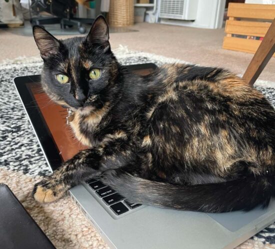 A tortoiseshell cat sitting on a laptop keyboard, looking at the viewer. The cat's name is Paella.